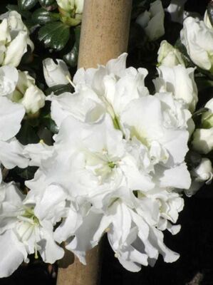 Japanische Azalee 'Eisprinzessin' - Rhododendron obtusum 'Eisprinzessin' -R-