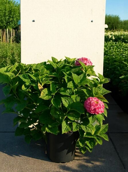 Bauern-Hortensie Hydrangea macrophylla 'Masja' ('Sybilla'), 60–80 cm, C15, im Topf mit grünen Blättern und rosa Blütenbällen.