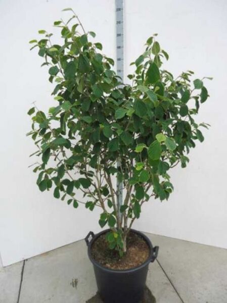 Zaubernuss Hamamelis intermedia 'Arnold Promise' 150-175 cm C50, mehrstämmiger Strauch im schwarzen Container mit grünem Laub