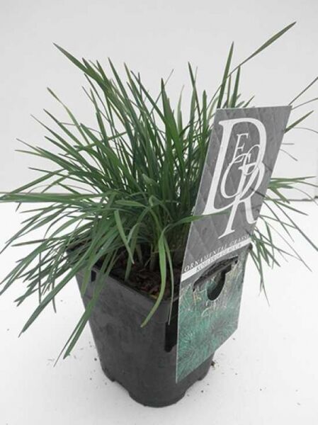 Koeleria glauca / Blaues Schillergras, im Pflanztopf, Variante C1