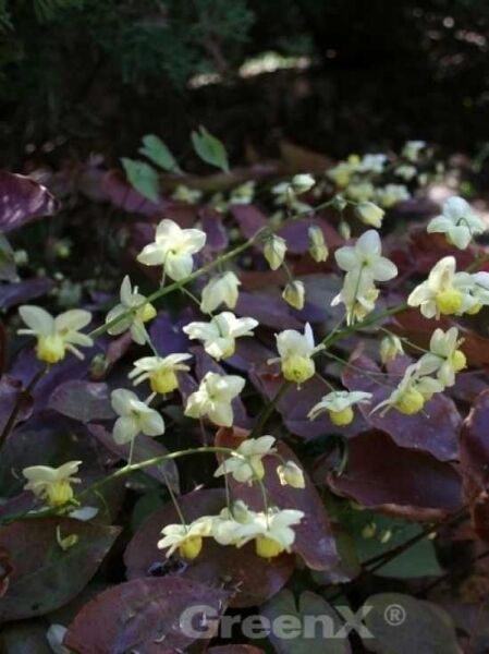 Epimedium versicolor 'Sulphureum' / Garten-Elfenblume