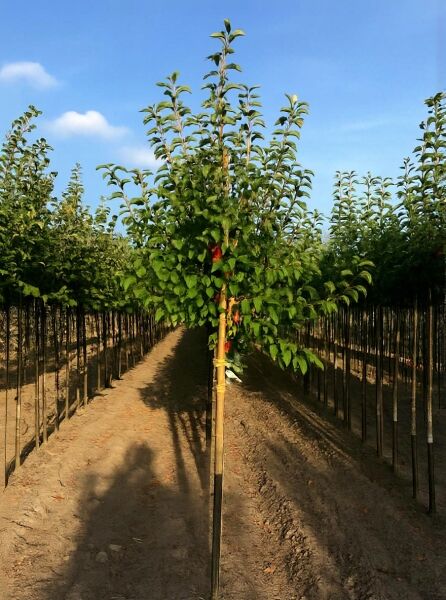Apfel ‘Jonagold’ (Malus domestica ‘Jonagold’) Hochstamm 14-16 StU mit Drahtballen, junger Baum mit grünem Laub an Stützpfahl