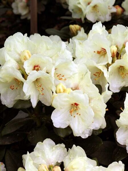 Rhododendron yakushimanum 'Flava' auf Stamm / Rhododendron 'Flava' auf Stamm