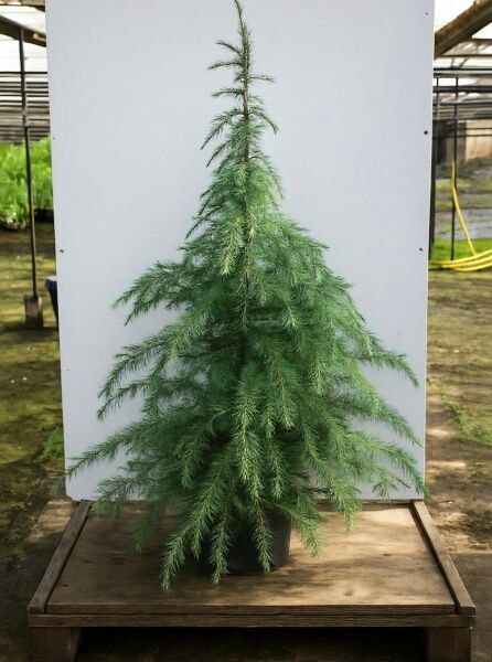 Cedrus deodara (Himalaja-Zeder) 150–175 cm im C30-Container, junger Nadelbaum mit überhängenden Zweigen und weichen Nadeln.