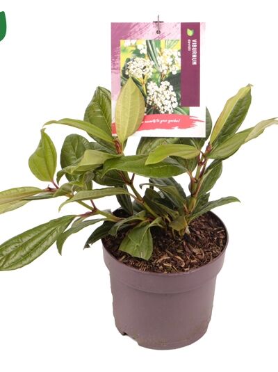 Immergrüner Kissen-Schneeball - Viburnum davidii