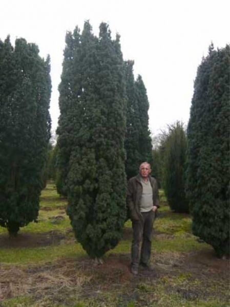 Taxus baccata 'Fastigiata' / Säulen-Eibe 'Fastigiata' 350-400 cm, säulenförmiger Immergrünbaum mit dichtem Nadelkleid