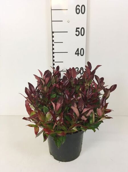 Traubenheide 'Zeblid' / Leucothoe axillaris 'Zeblid'