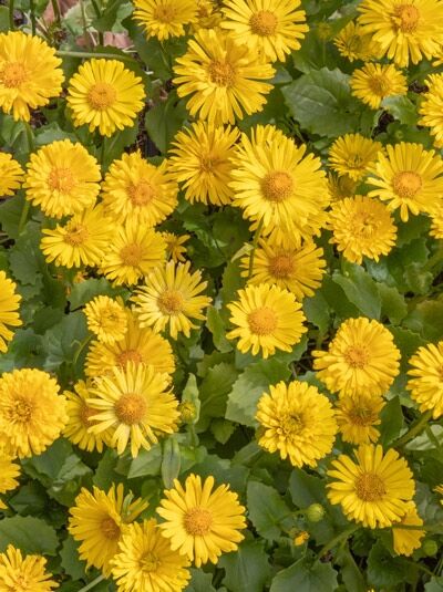 Garten-Gemswurz 'Little Leo' (Doronicum orientale) mit zahlreichen gelben, margeritenähnlichen Blüten und grünem Laub.