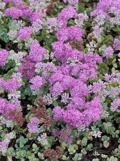 Himalaja-Fetthenne / Sedum ewersii
