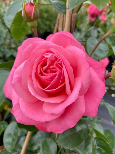 Kletterrose Rosa ‘Rosanna®’ (Rosa ‘Rosanna®’) mit großer, rosafarbener Blüte und Knospen am Trieb