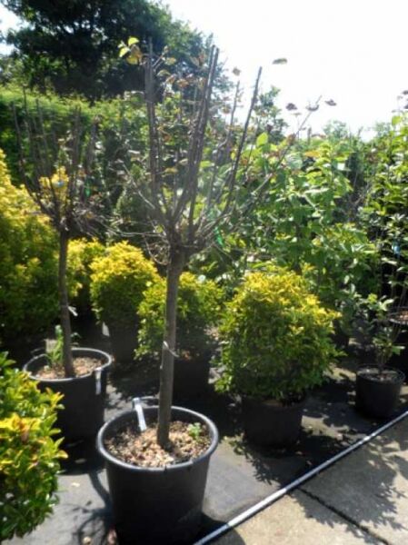 Echte Quitte / Echte Quitte