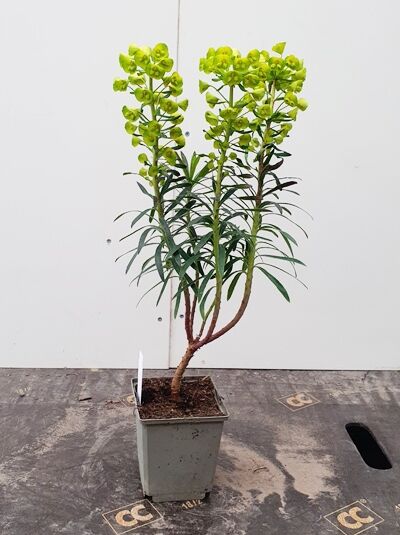 Mittelmeer-Wolfsmilch Euphorbia characias 'Purple and Gold' mit aufrechten Trieben und gelbgrünen Blütenständen im Topf P11