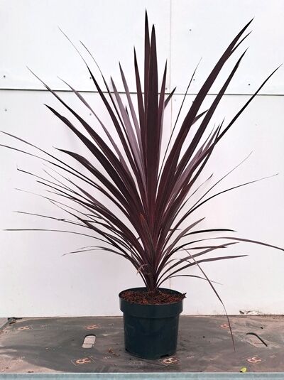 Keulenlilie 'Purple Tower' / Cordyline australis 'Purple Tower'
