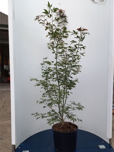 Acer palmatum 'Fior d´Arancio' / Fächer-Ahorn 'Fior d´Arancio' 150-175 cm C20 im schwarzen Topf, mehrtriebig, feingelapptes Laub