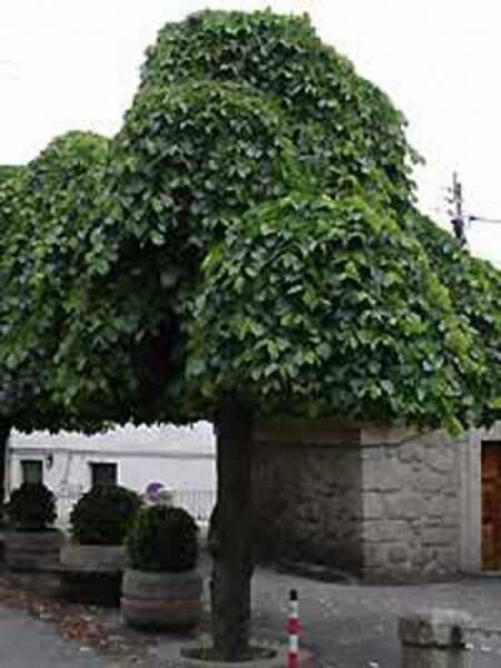 Ulmus glabra 'Camperdownii' (Camperdown-Ulme, Lauben-Ulme), Baum mit breiter, hängender Krone und dichtem grünen Laub.