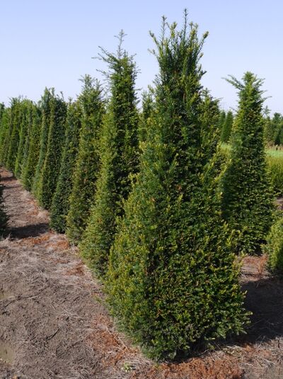 Heimische Eibe 'Pyramide' - Taxus baccata 'Pyramide' - Baumschule NewGarden