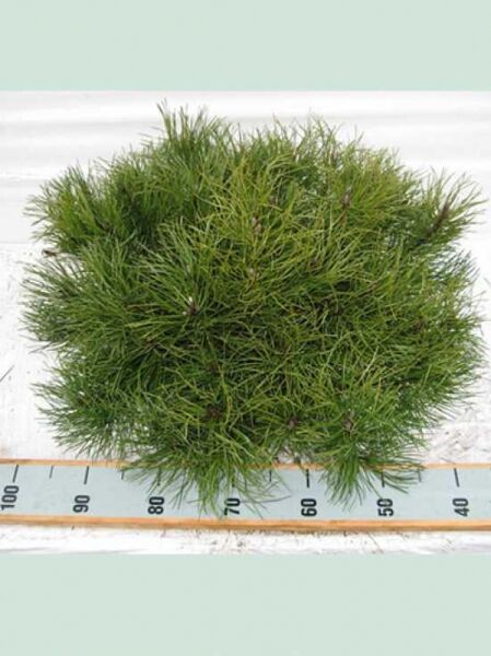 Pinus mugo mughus / Krummholz-Kiefer