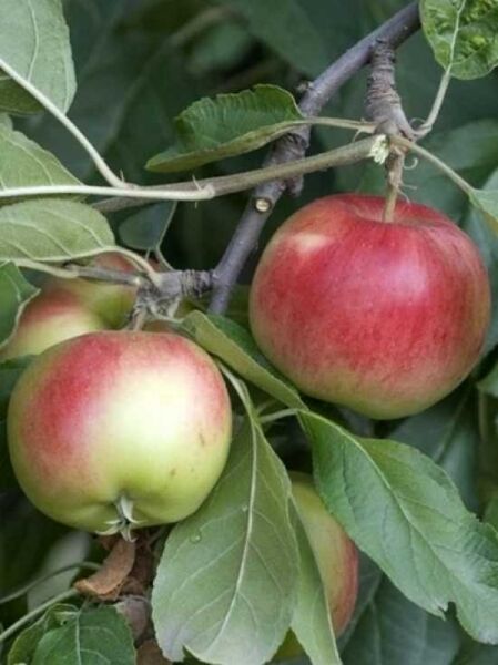 Apfel 'Prima' / Malus domestica 'Prima'