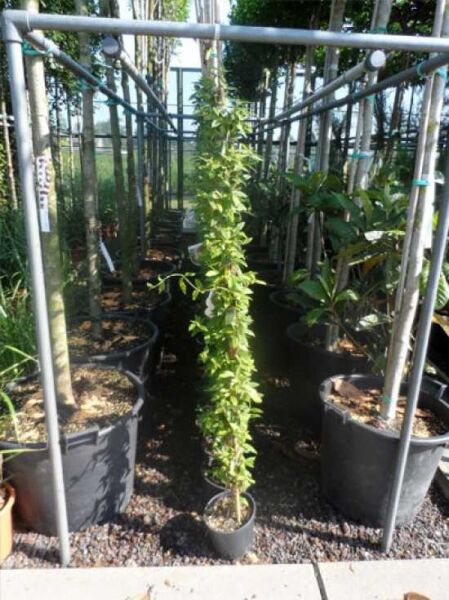 Lonicera henryi / Immergrünes Geißblatt 150-175 cm C7, aufrecht wachsender Kletterstrauch im Topf mit grünem Laub