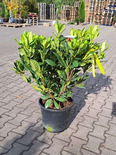 Rhododendron 'Lord Roberts' (Rhododendron Hybride) 60-80 cm C20 im Container mit grünem Laub und Trieben