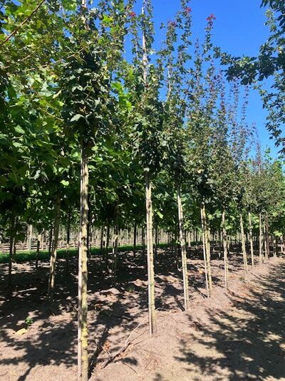 Acer campestre 'Louisa Red Shine' / Feld-Ahorn 'Louisa Red Shine' Hochstamm 10-12 StU, mehrstämmige Pflanzenreihe im Bestand