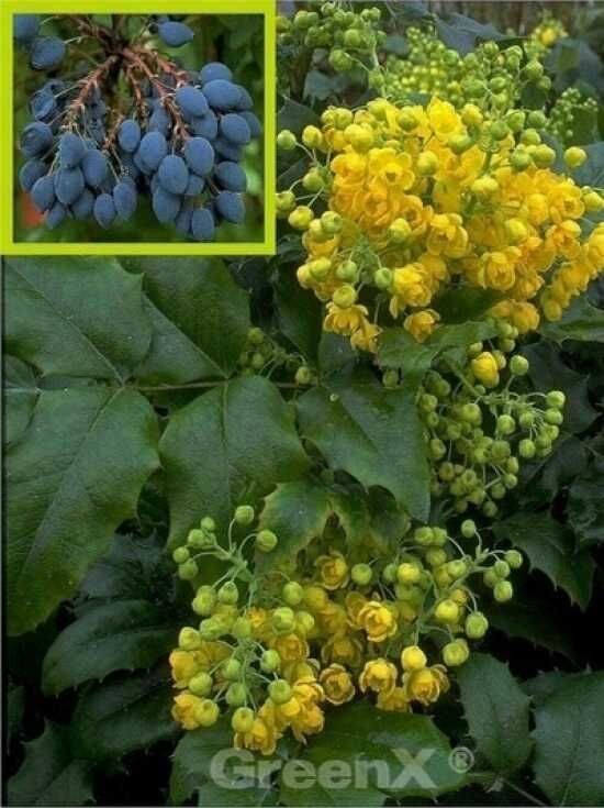 Gewhnliche Mahonie - Mahonia aquifolium - Baumschule NewGarden