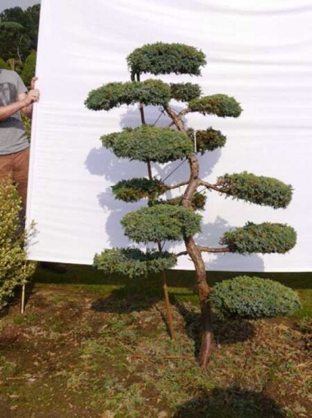 Juniperus squamata 'Blue Carpet' H: 170 cm B: 130 cm / Garten-Bonsai (0099)