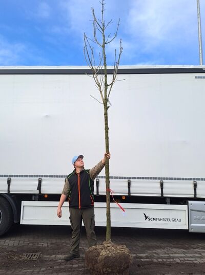 Fraxinus ornus (Blumen-Esche, Manna-Esche) Hochstamm 16–18 StU mit Drahtballen, laubloser Baum mit Stamm und Krone.