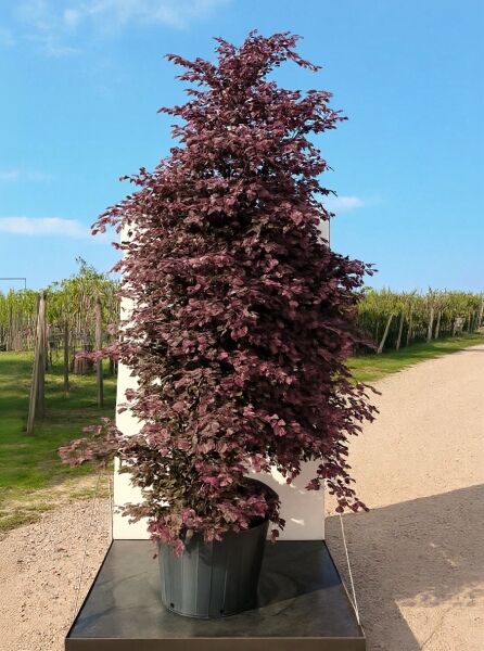 Loropetalum chinense 'Fire Dance' / Riemenblüte 'Fire Dance', 200-250 cm, im Container C50 mit dunkelpurpurnem Laub.