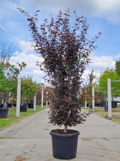 Fächer-Ahorn 'Skeeter's Broom' 175-200 cm im Container / Fächer-Ahorn 'Skeeter's Broom' 175-200 cm im Container