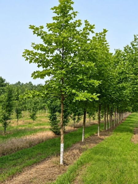 Ahornblättrige Platane - Platanus acerifolia
