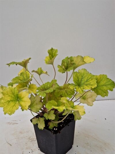 Heuchera villosa 'Electra ®' / Purpurglöckchen 'Electra ®' P11 im Topf mit gelbgrünen, geaderten, gelappten Blättern