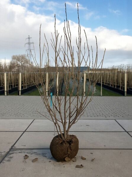 Magnolia soulangiana 'Heaven Scent' / Tulpen-Magnolie 'Heaven Scent', 250-300 cm, mehrstämmig mit Drahtballen (m. Db.)