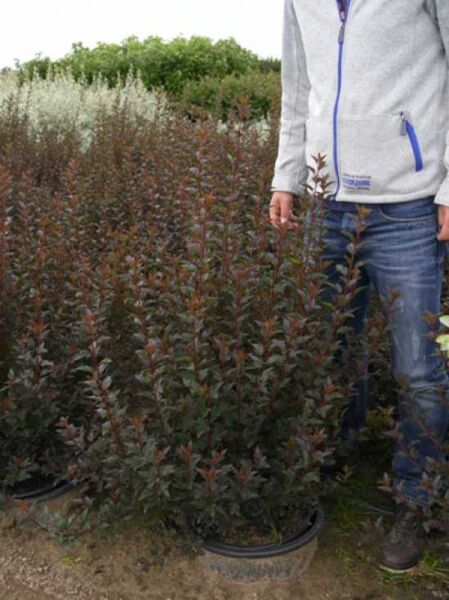 Physocarpus opulifolius 'Tiny Wine ®' / Blasenspiere 'Tiny Wine', rotlaubiger Strauch im Container C20, 100-125 cm
