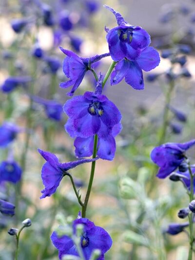 Verzweigter Rittersporn 'Kleine Nachtmusik' / Delphinium belladonna 'Kleine Nachtmusik'
