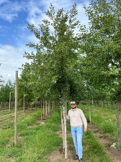 Alnus incana (Grau-Erle, Weiß-Erle) Hochstamm 18-20 StU mit Drahtballierung im Baumschulfeld, belaubter Baumstamm mit Krone.