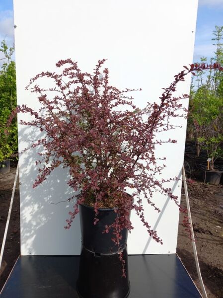Berberis thunbergii 'Rose Glow' / Berberitze 'Rose Glow' 80-100 cm C20, rotlaubiger Strauch im Container mit verzweigten Trieben