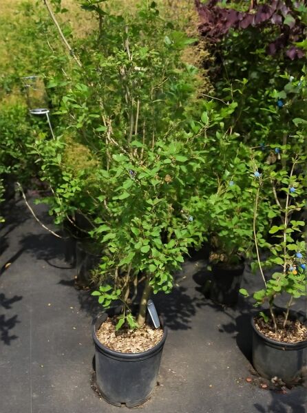 Cotinus coggygria 'Young Lady'® / Perückenstrauch 'Young Lady' im Topf C25, 125–150 cm, mehrtriebiger Strauch mit grünem Laub