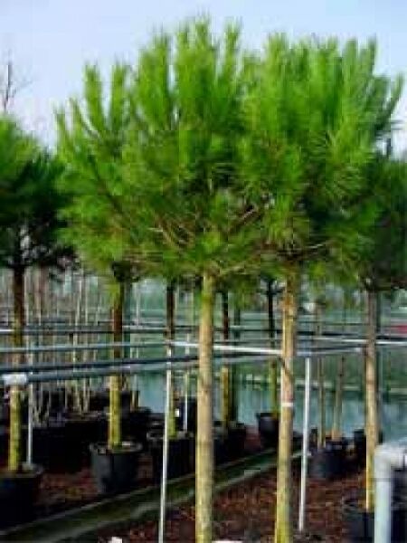 Italienische Stein-Kiefer / Mittelmeer-Kiefer / Schirmkiefer / Pinus pinea