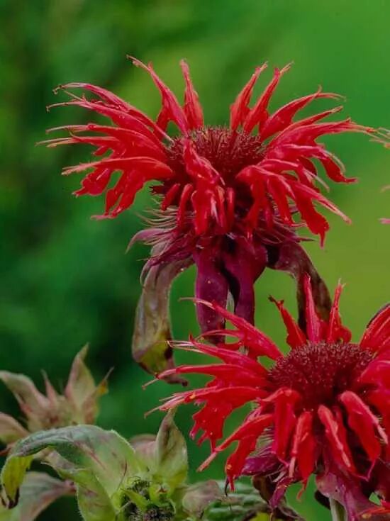 Garten-Indianernessel / Monarda fistulosa Cambridge Scarlet