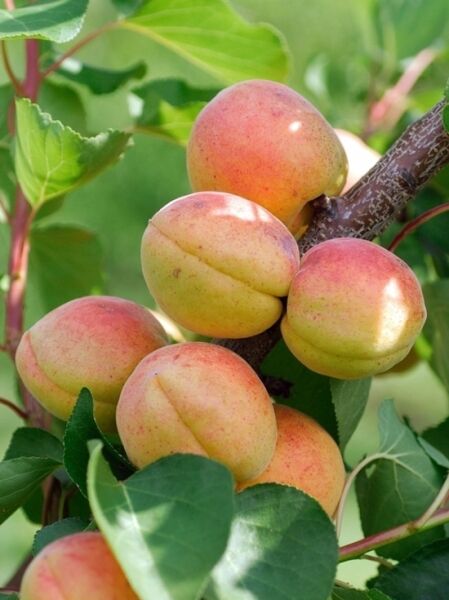Aprikose Bergeron &#039;Boden-Spalier&#039; H:160 B:160 T:20 (Stamm 50 cm) / Prunus armeniaca &#039;Bergeron&#039;