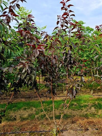 Rotblättrige Nelken-Kirsche 'Royal Burgundy' / Prunus serrulata 'Royal Burgundy'