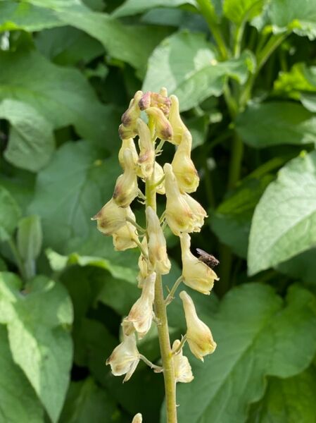 Aconitum anthora / Eisenhut