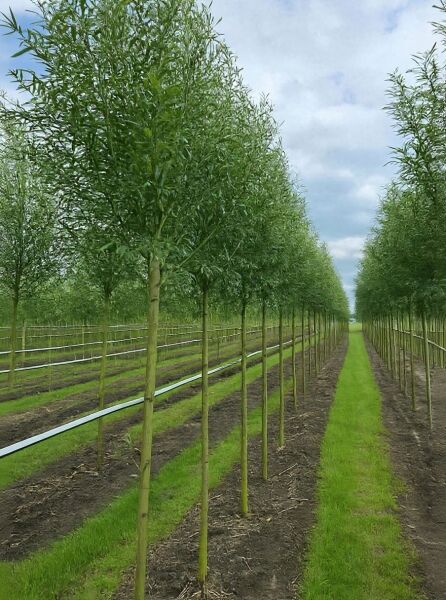 Salix alba 'Belders' (Weiß-Weide) Hochstamm 12-14 StU mit durchgehendem Stamm und schmalen, grünen Blättern in Reihe.