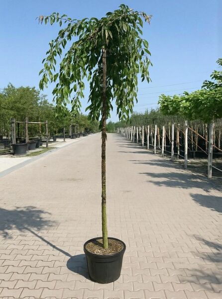 Prunus serrulata 'Kiku-Shidare' – Hängende Nelken-Kirsche/Hänge-Zierkirsche Hochstamm 14-16 StU im Container, grün belaubt.