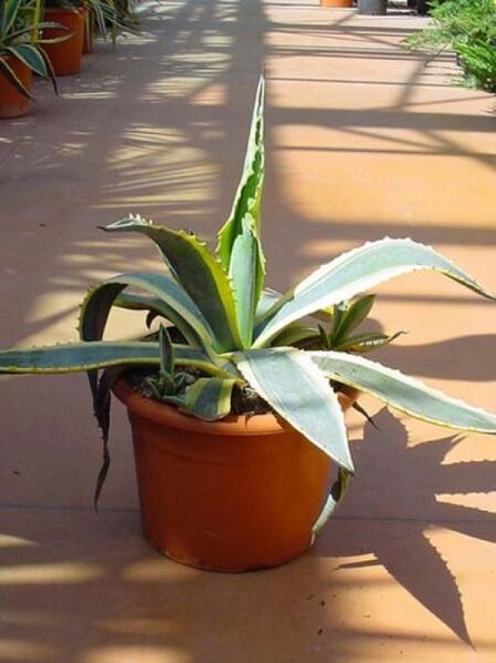 Amerikanische Agave 'Variegata' / Amerikanische Agave 'Variegata'