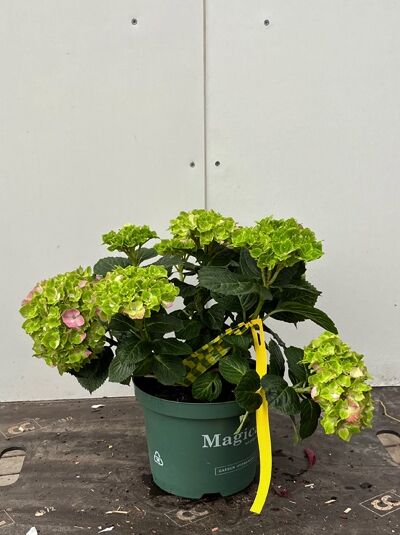 Hydrangea macrophylla 'Magical Ocean'® / Bauern-Hortensie 'Magical Ocean'® C2 im Topf mit grünen bis rosa Blüten und dunkelgrünem Laub