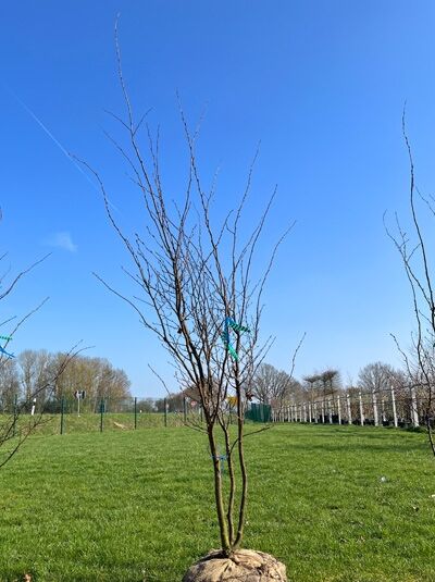 Eisenholzbaum / Parrotie 200- 250 cm / Parrotia persica 'mehrstämmig' (876216)