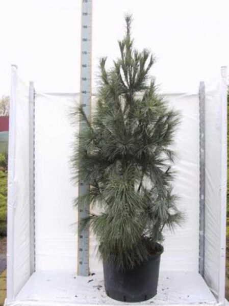 Pinus strobus 'Fastigiata' / Säulen-Weymouths-Kiefer, säulenförmiger Nadelbaum im Topf, 150-175 cm, C35