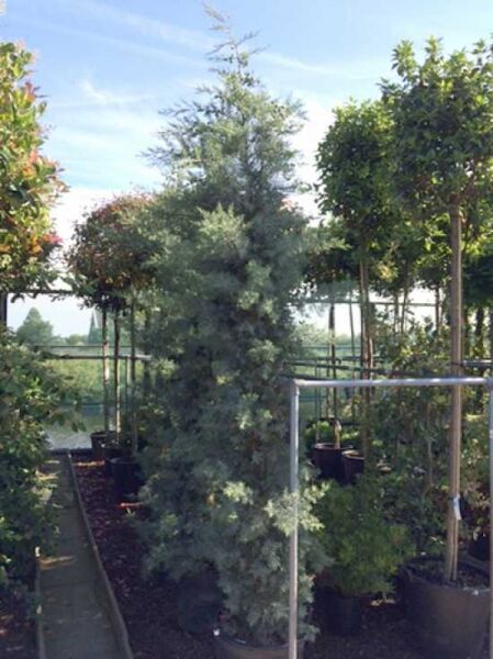 Arizona-Zypresse / Arizona-Zypresse